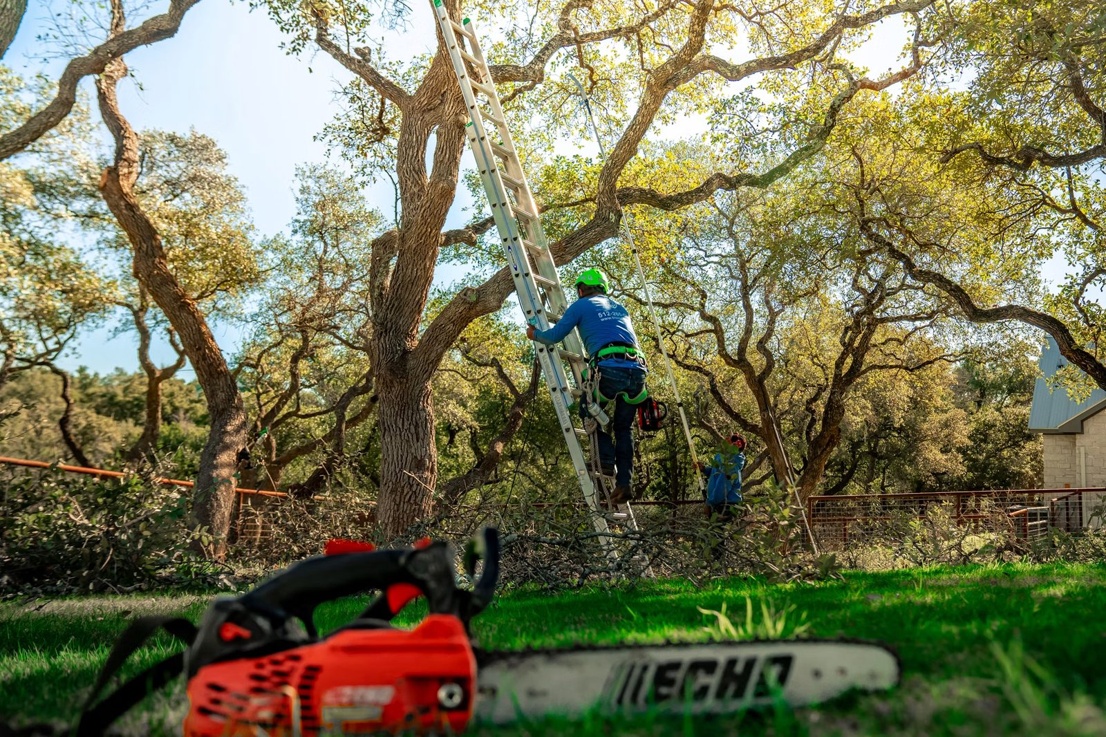 Jackson tree service crew at work