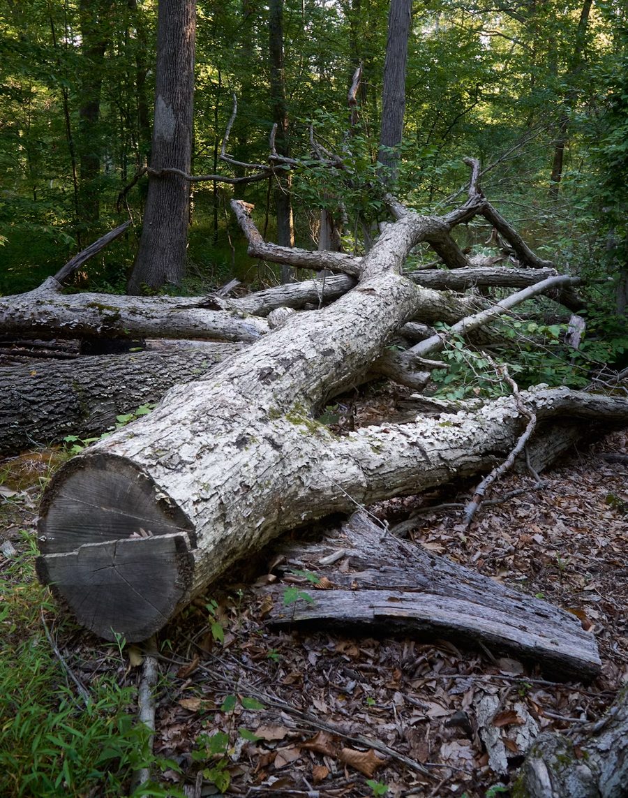 Storm-damaged fallen tree cleanup in Jackson, MS