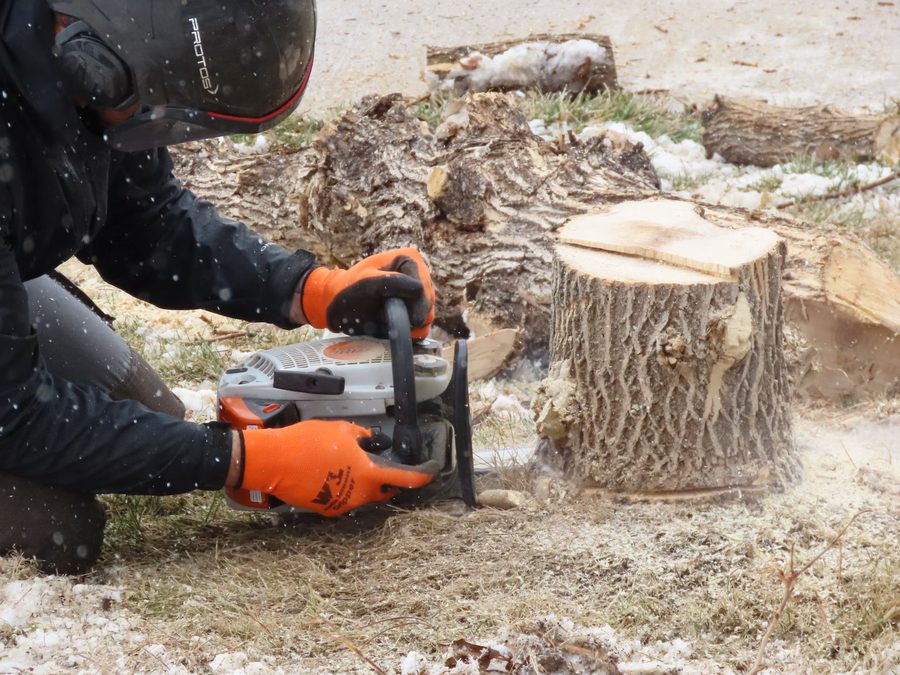 Stump grinding in Jackson, MS