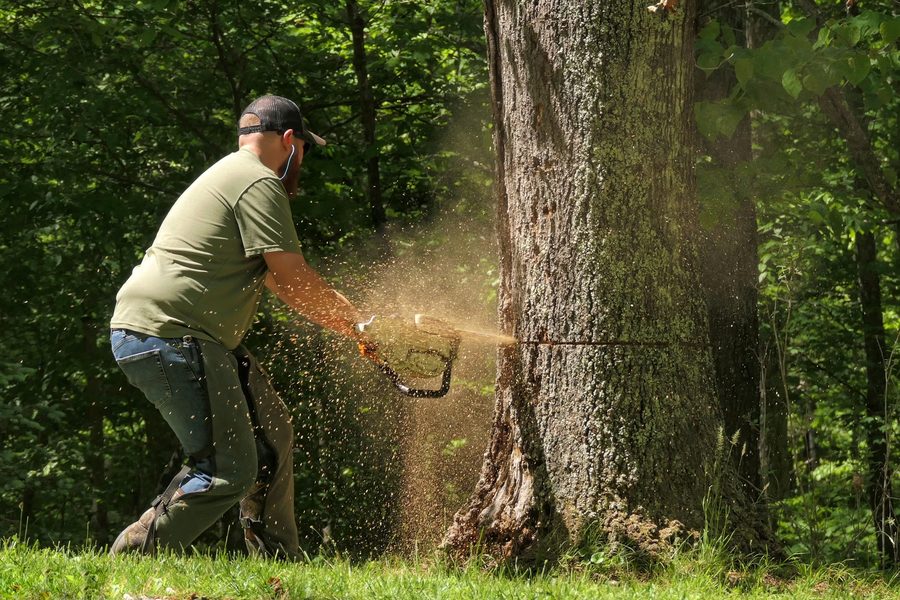 Tree removal in Jackson, MS